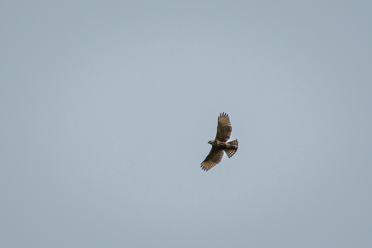 Broad-winged Hawk - ML646845958