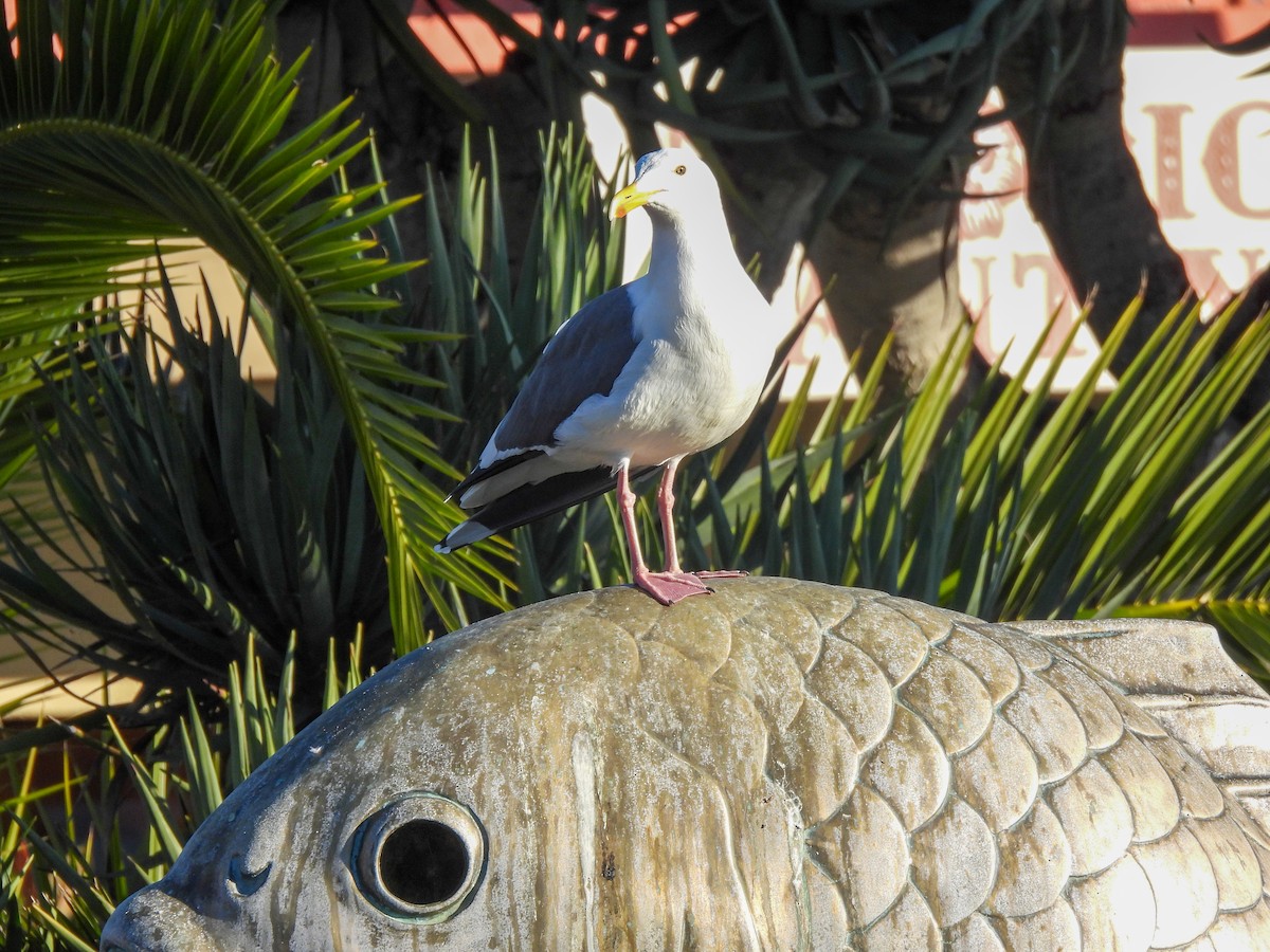 Western Gull - ML646845959