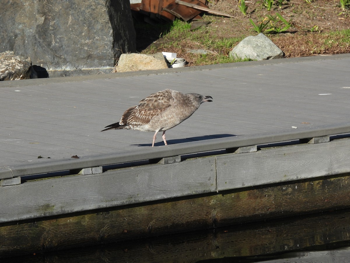 Western Gull - ML646845965