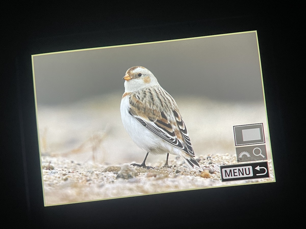 snøspurv - ML646845968