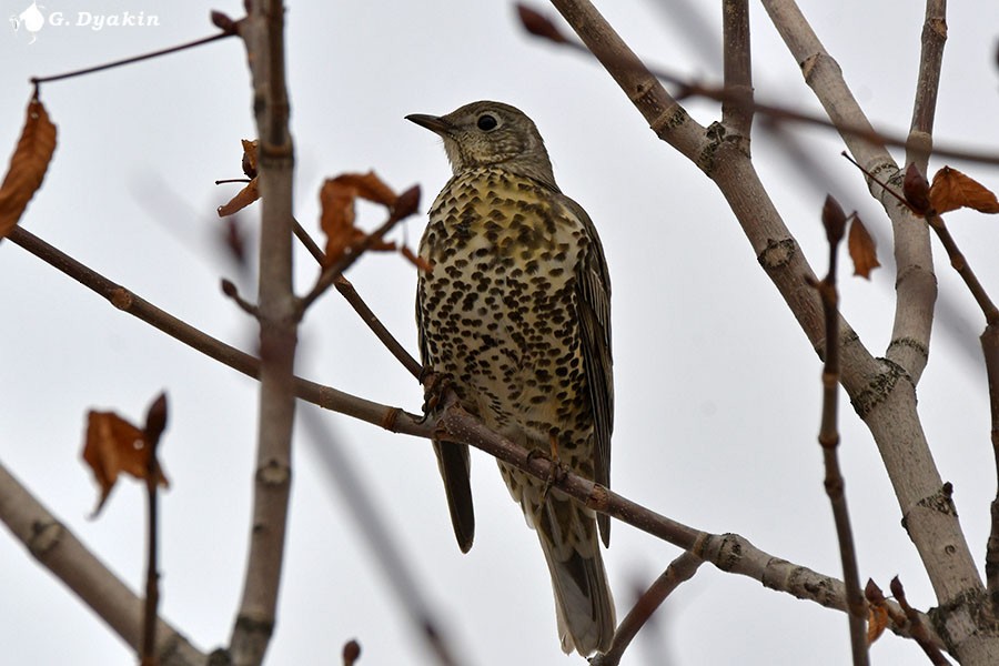 Garraztarro eurasiarra - ML646845969