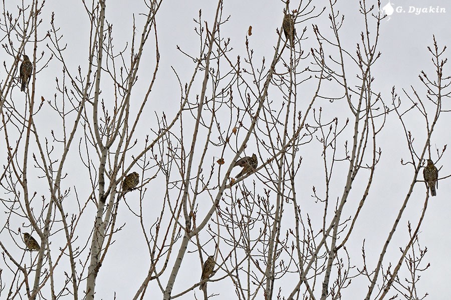 Garraztarro eurasiarra - ML646845972