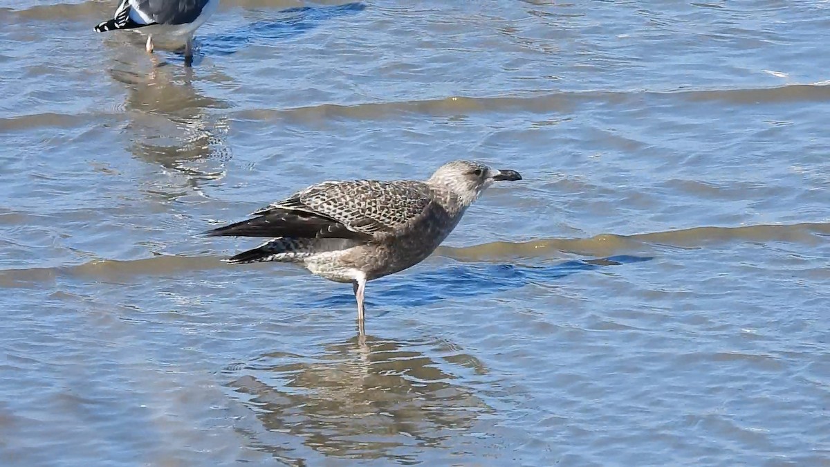 Larinae sp. - ML646845973