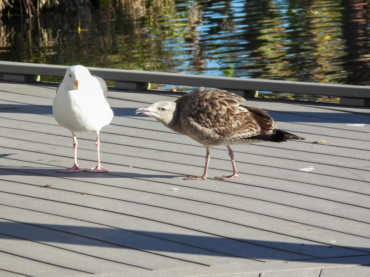 Western Gull - ML646845974