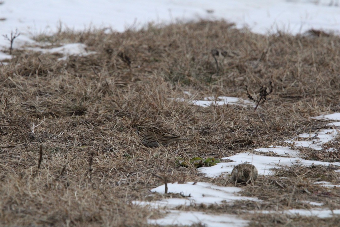 Savannah Sparrow - ML646845977
