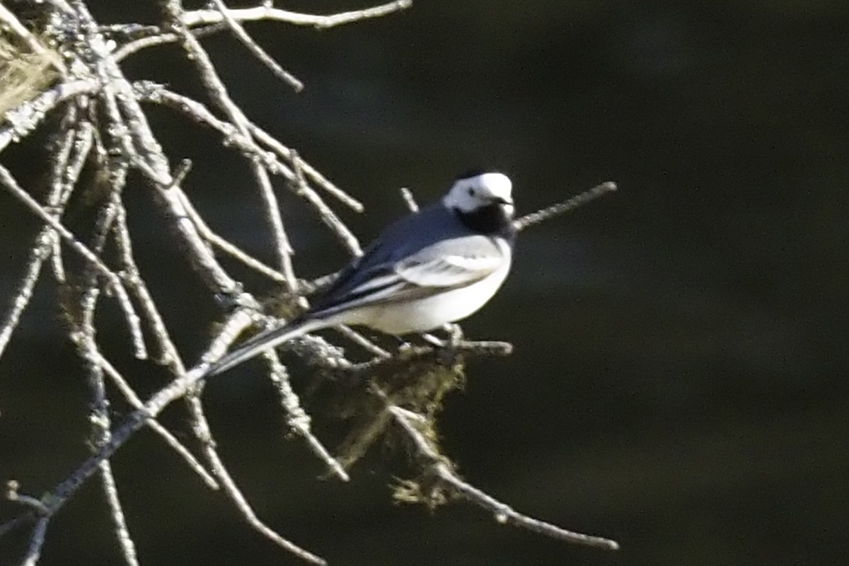 Bachstelze - ML646845978