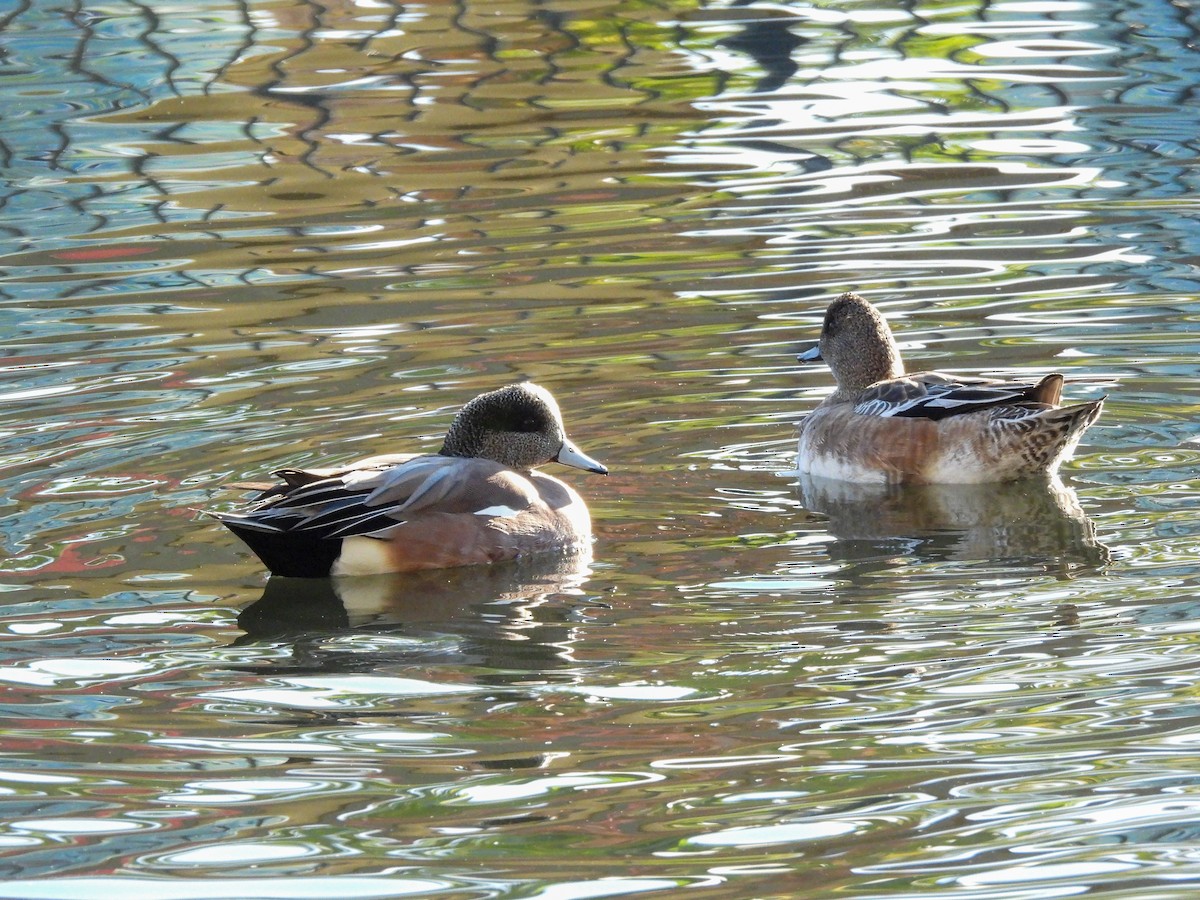 Ahate txistulari amerikarra - ML646845983