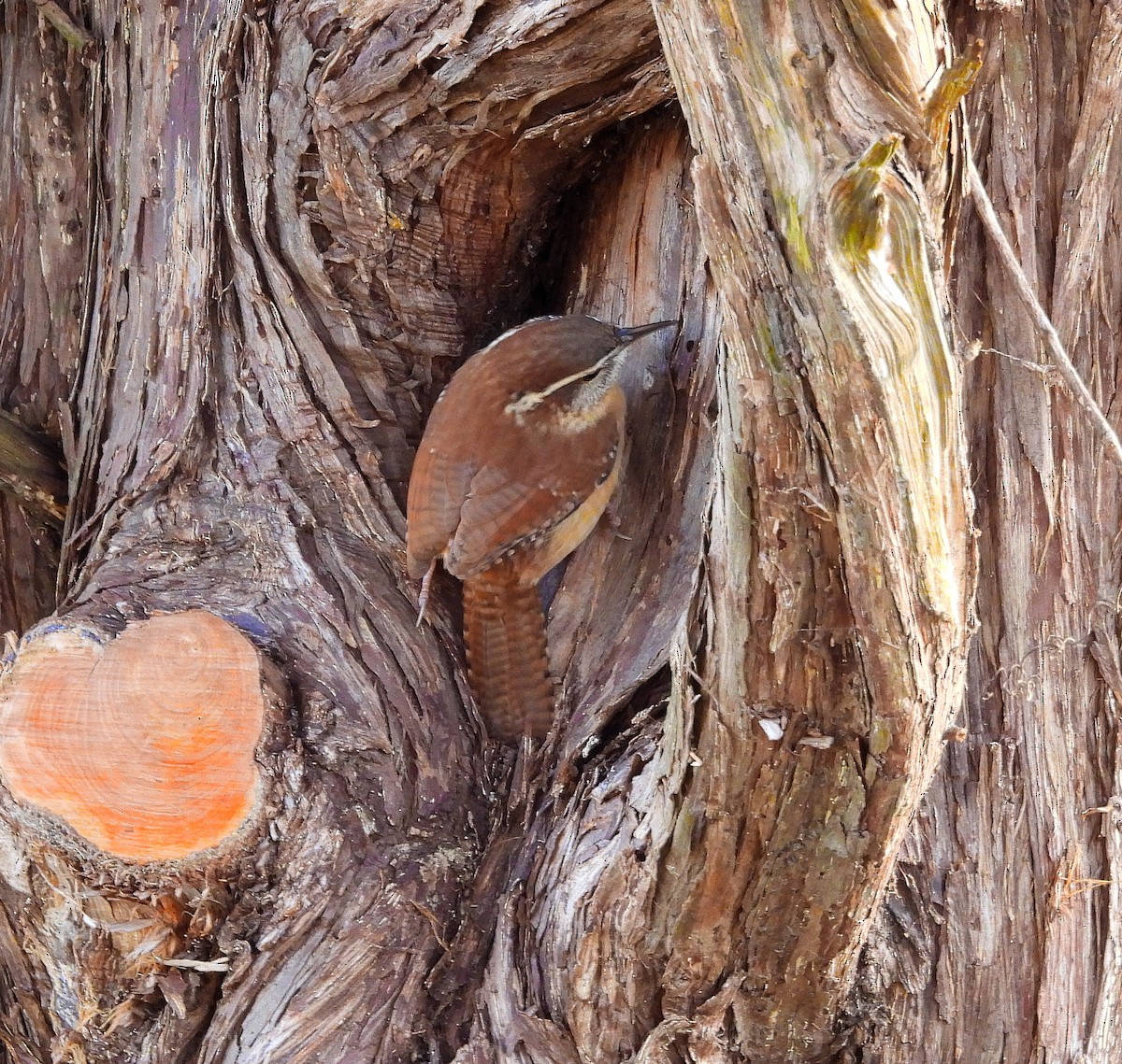 Carolina Wren - ML646845984