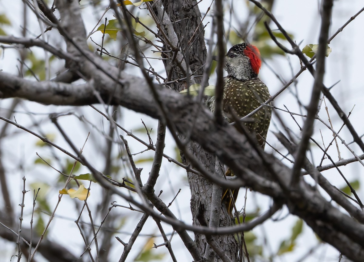 Golden-tailed Woodpecker - ML646845986