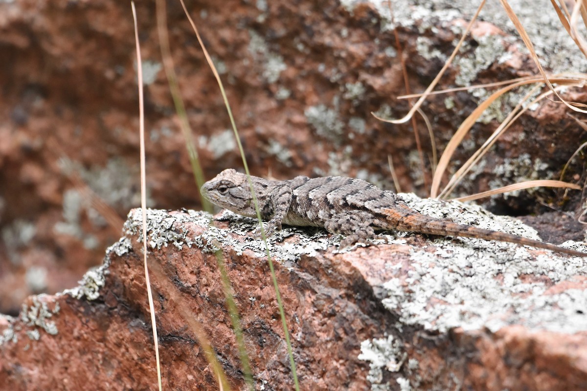 Prairie Lizard - ML646845988