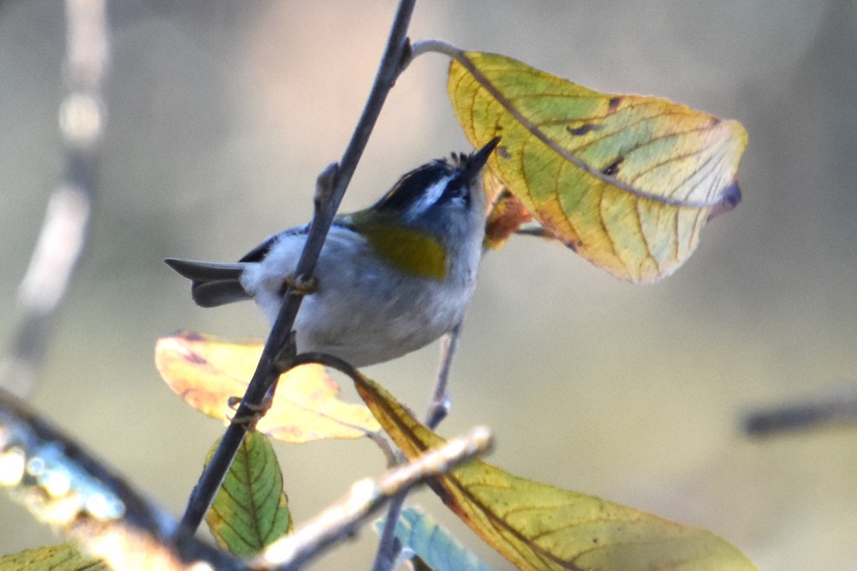 Sommergoldhähnchen - ML646845992