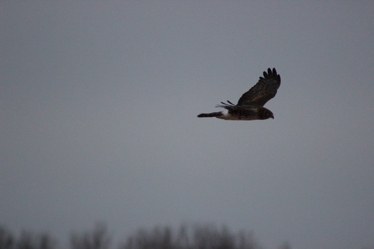 Лунь американський - ML646845994