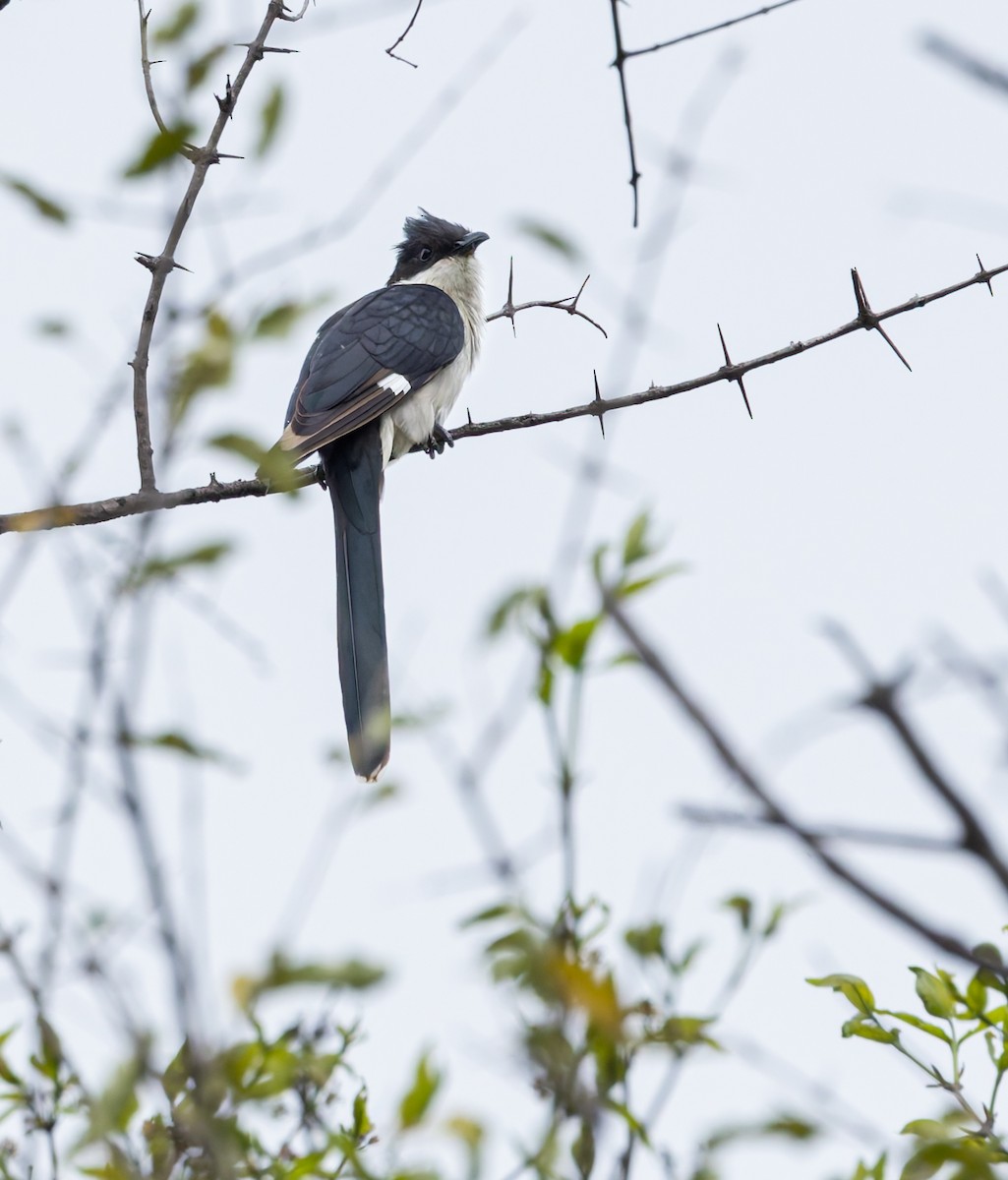 Pied Cuckoo - ML646845995