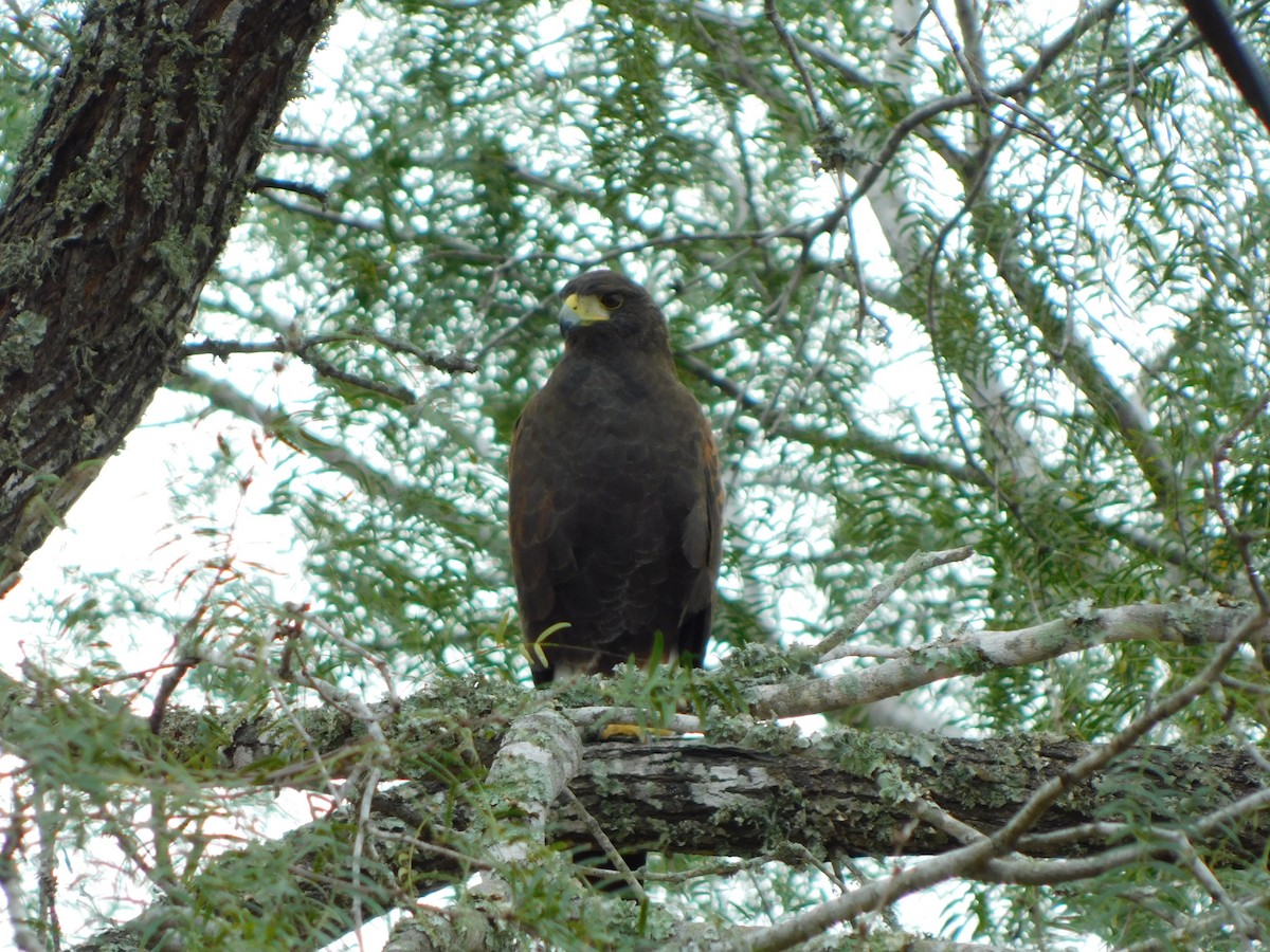 Poiana di Harris - ML646846001