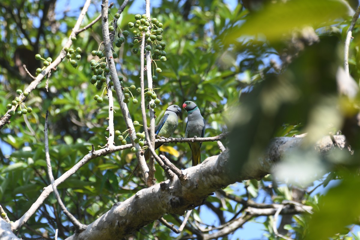 Malabar Parakeet - ML646846002