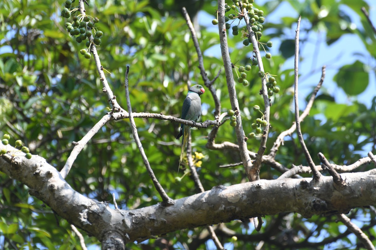 Malabar Parakeet - ML646846003