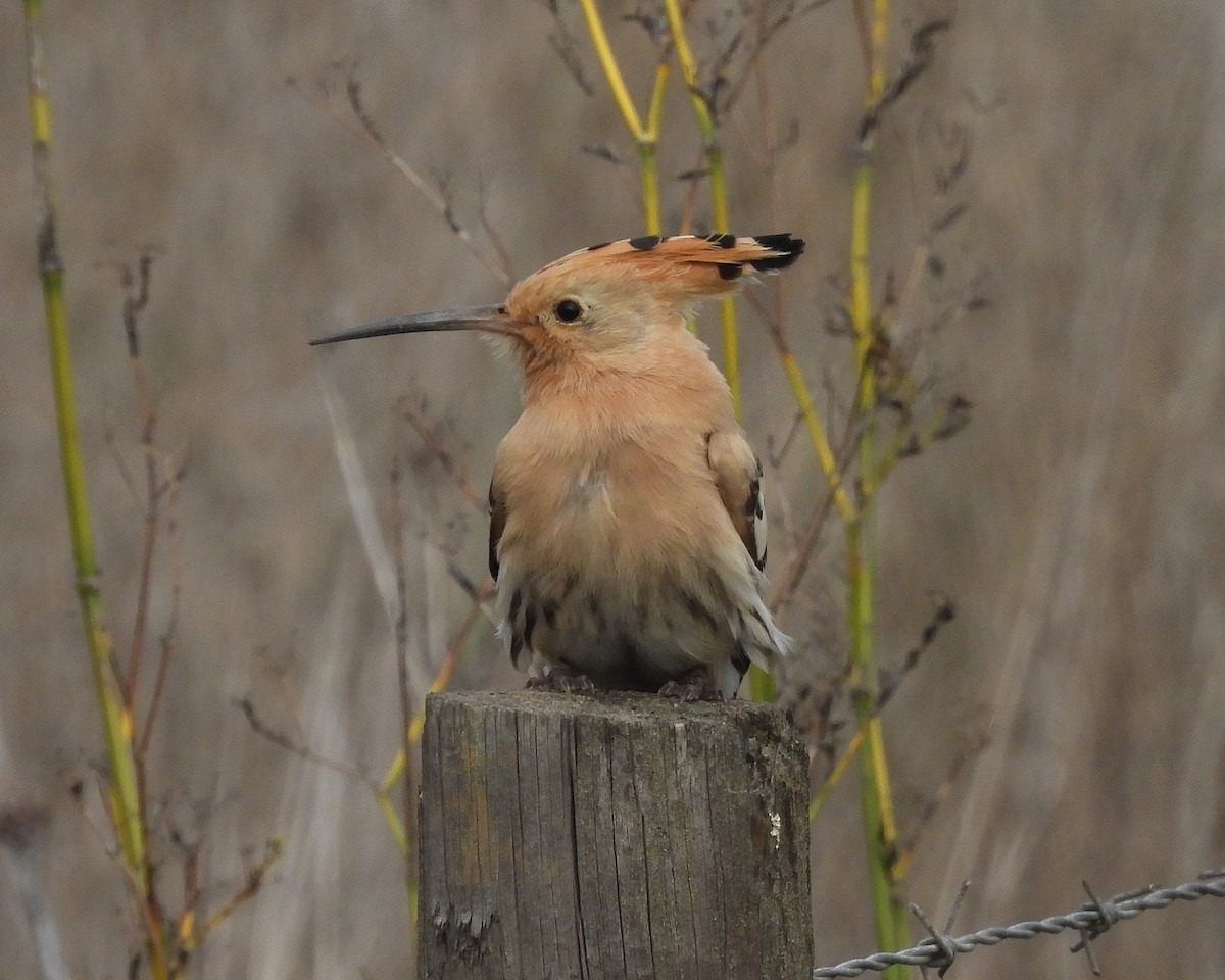Common Hoopoe - ML646846004