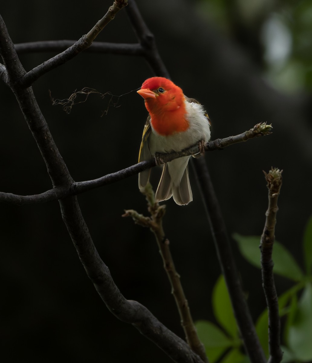 Red-headed Weaver - ML646846005