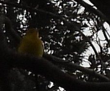 Northern Yellow Warbler - ML646846007