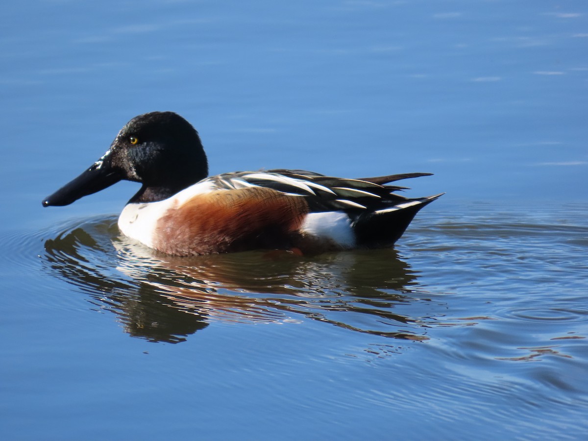 Mestolone - ML646846008