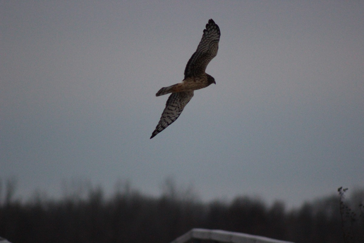 Лунь американський - ML646846009