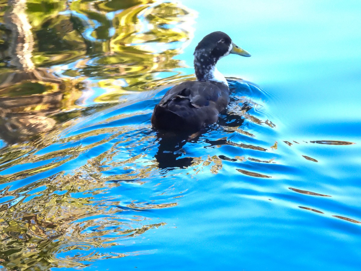 Basahatea (etxekoa) - ML646846010