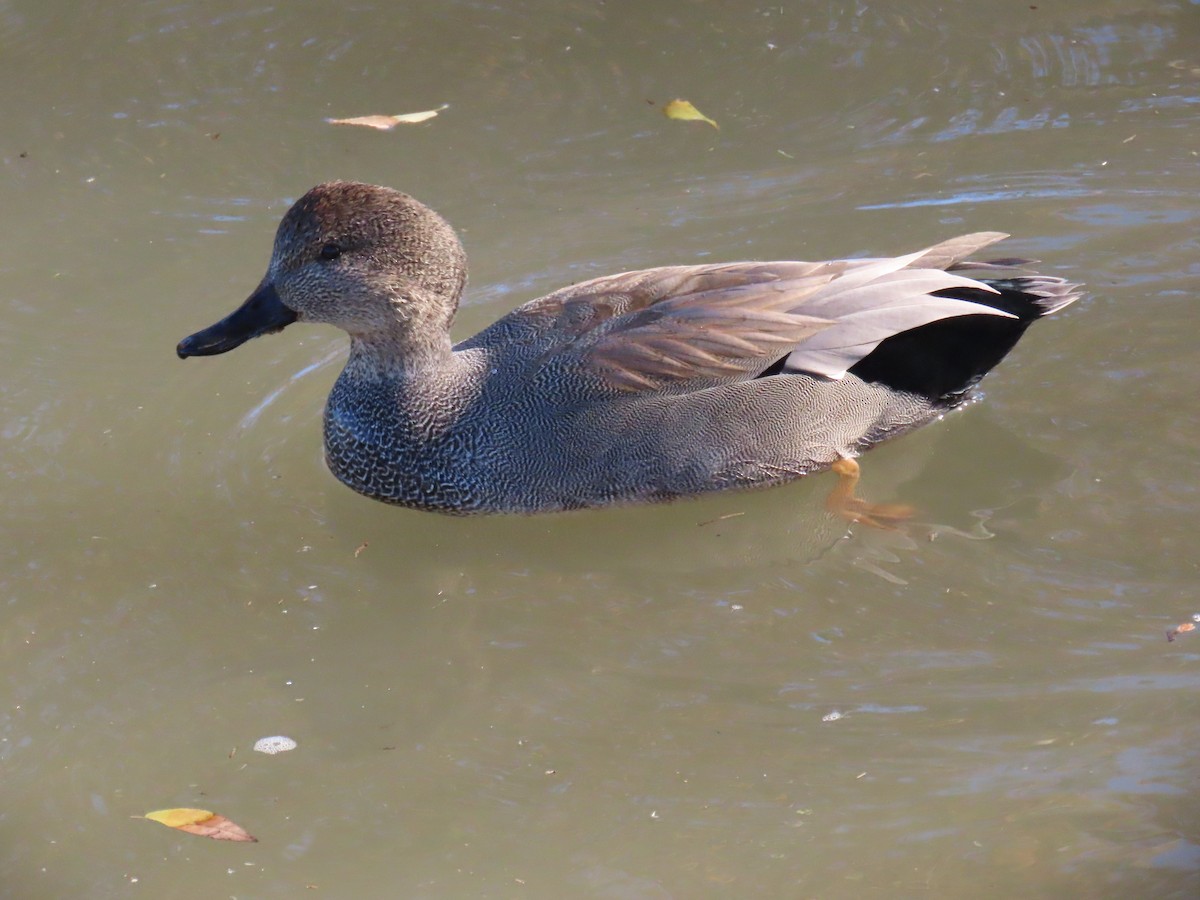 Canapiglia - ML646846022