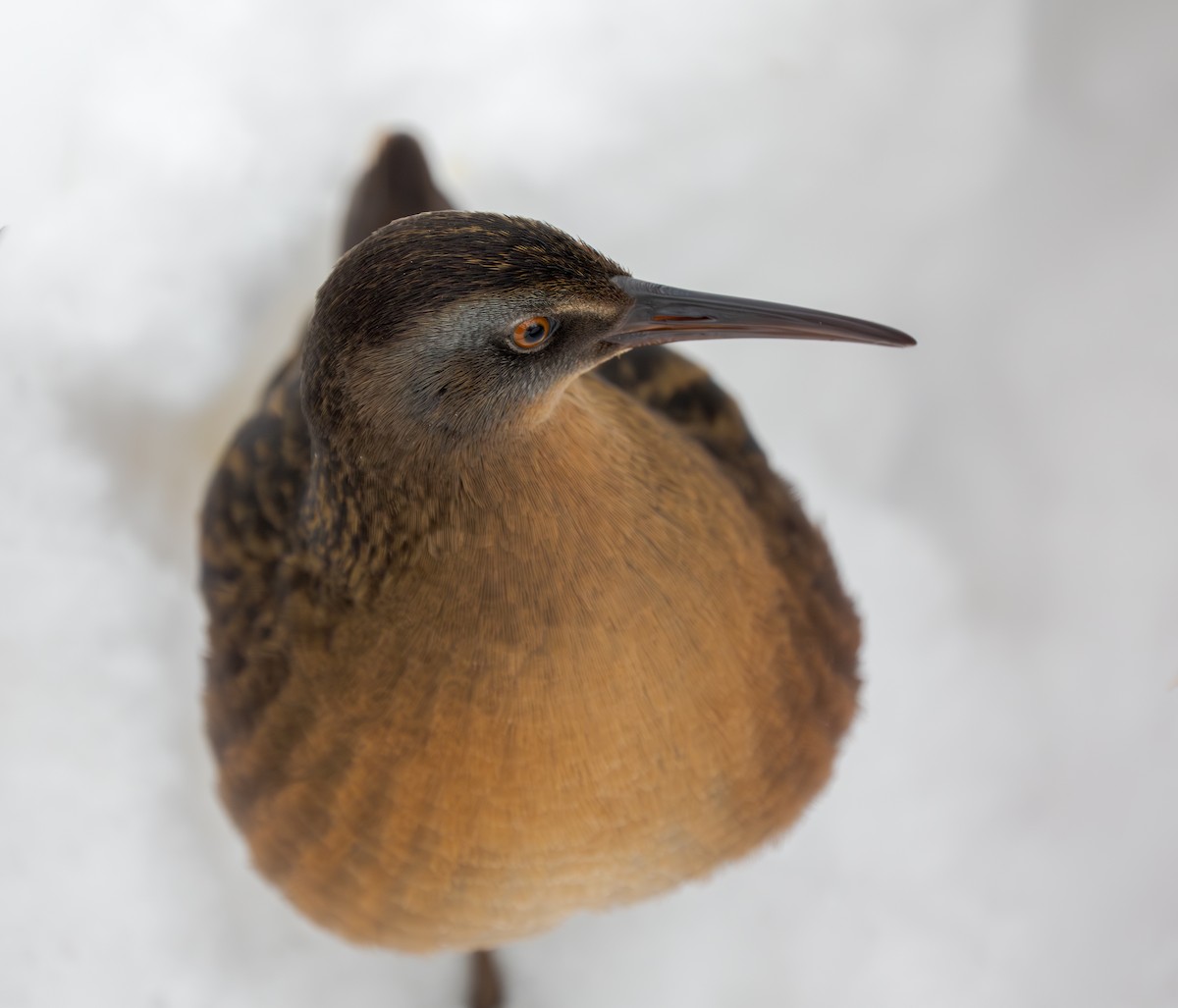 Virginia Rail - ML646846023