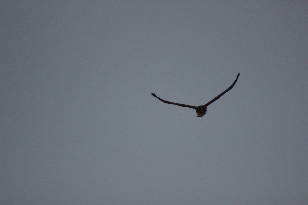 Лунь американський - ML646846026