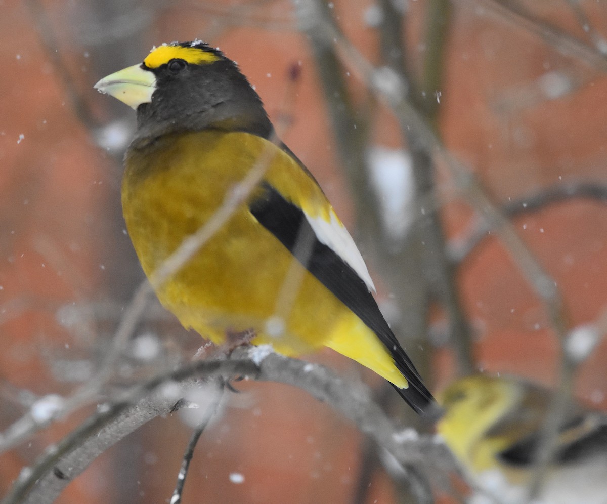 Gros-bec errant - ML646846027