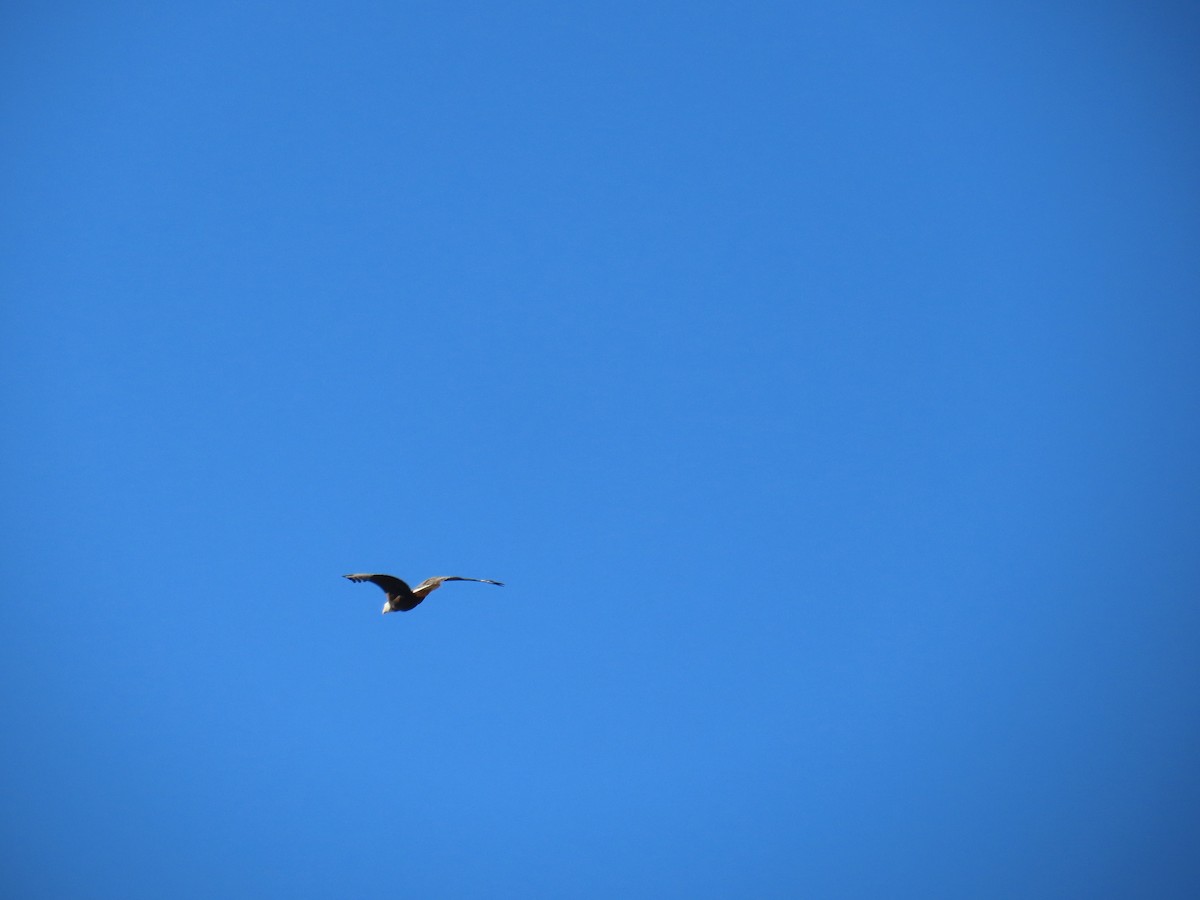 Bald Eagle - ML646846028