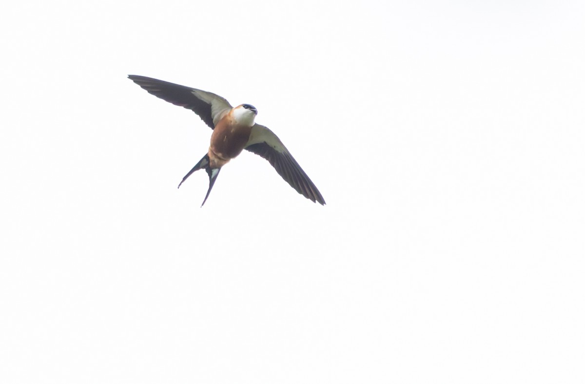 Mosque Swallow - ML646846029