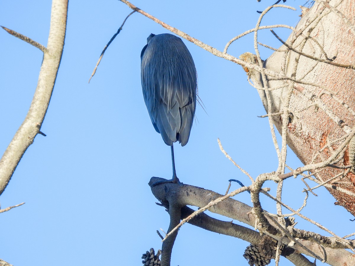 Koartza hauskara amerikarra - ML646846030