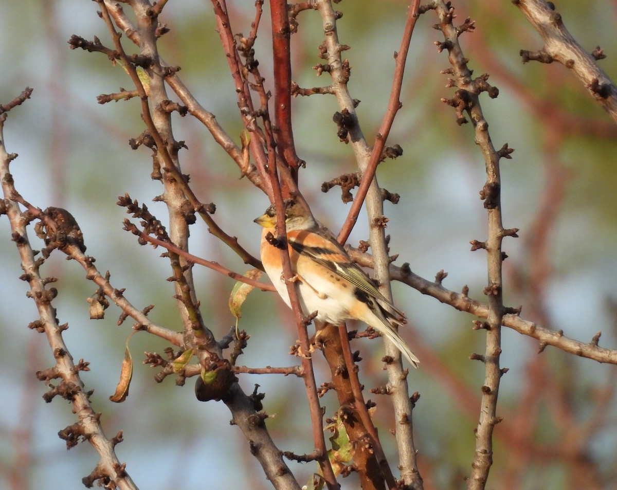 פרוש הרים - ML646846031