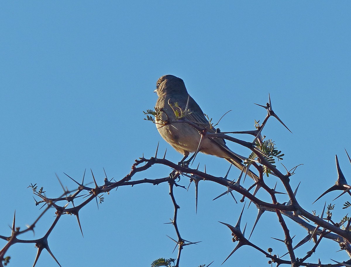 Chat Flycatcher - ML646846032