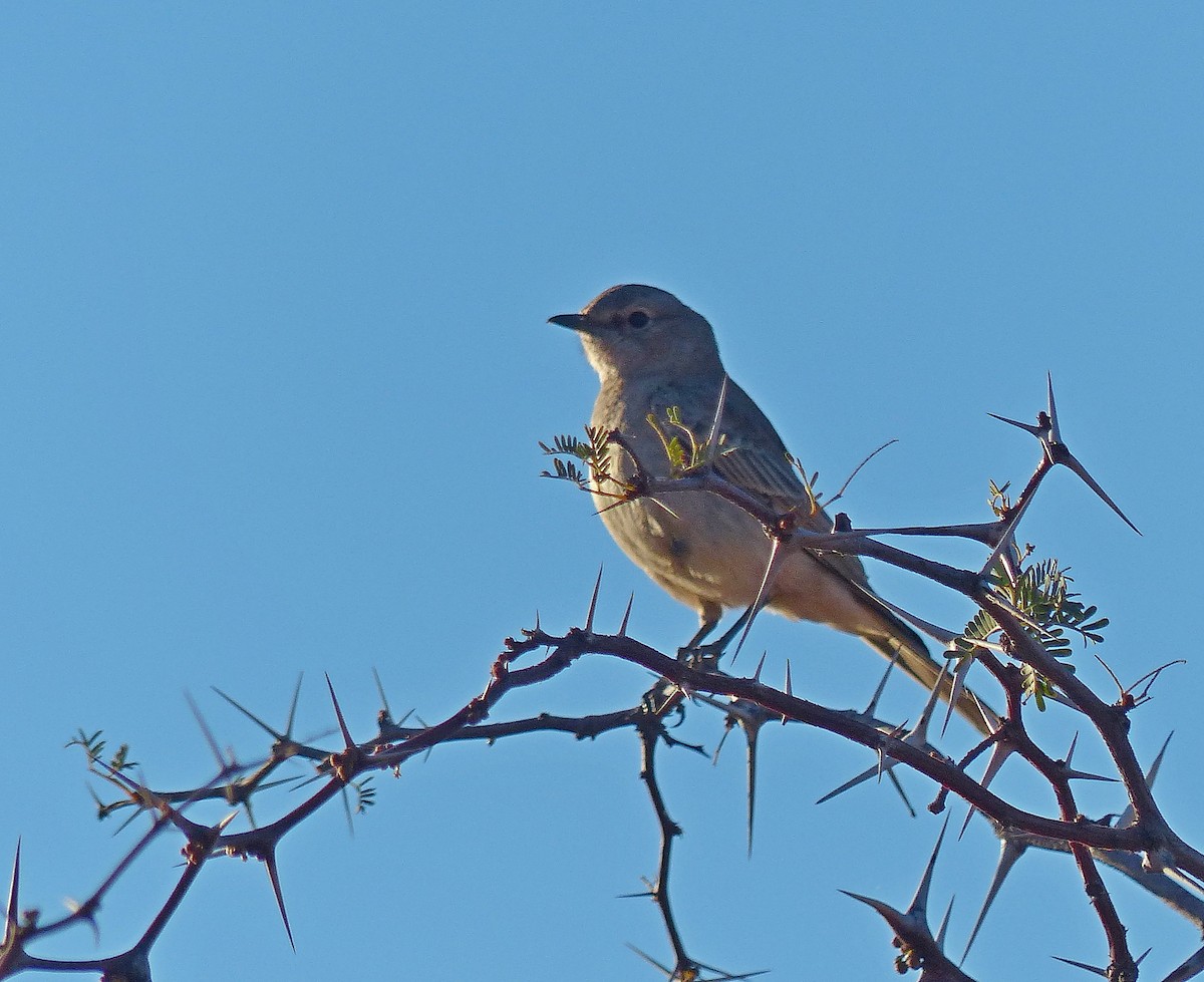 Chat Flycatcher - ML646846033