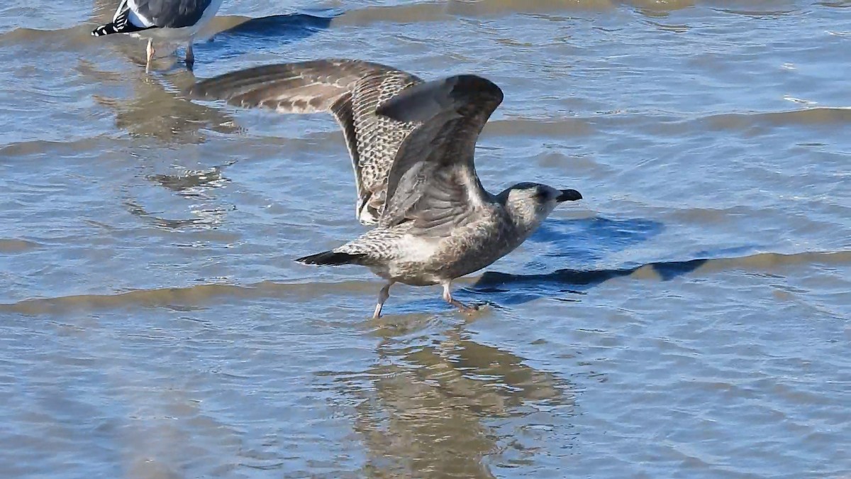 Larinae sp. - ML646846036