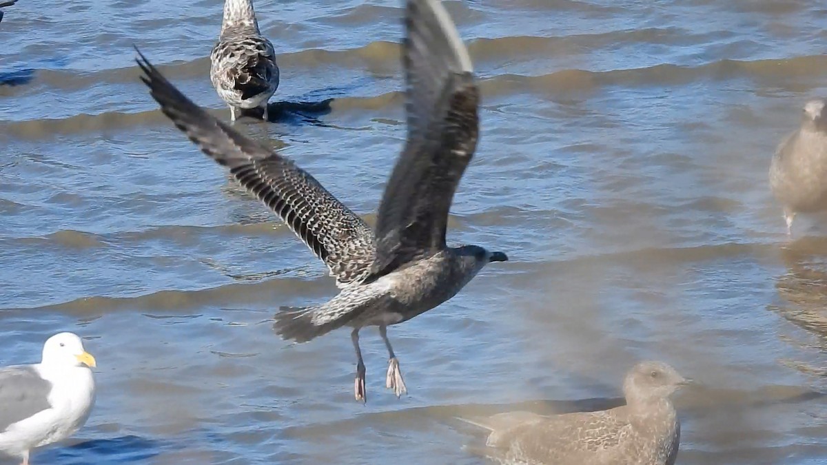 Larinae sp. - ML646846037