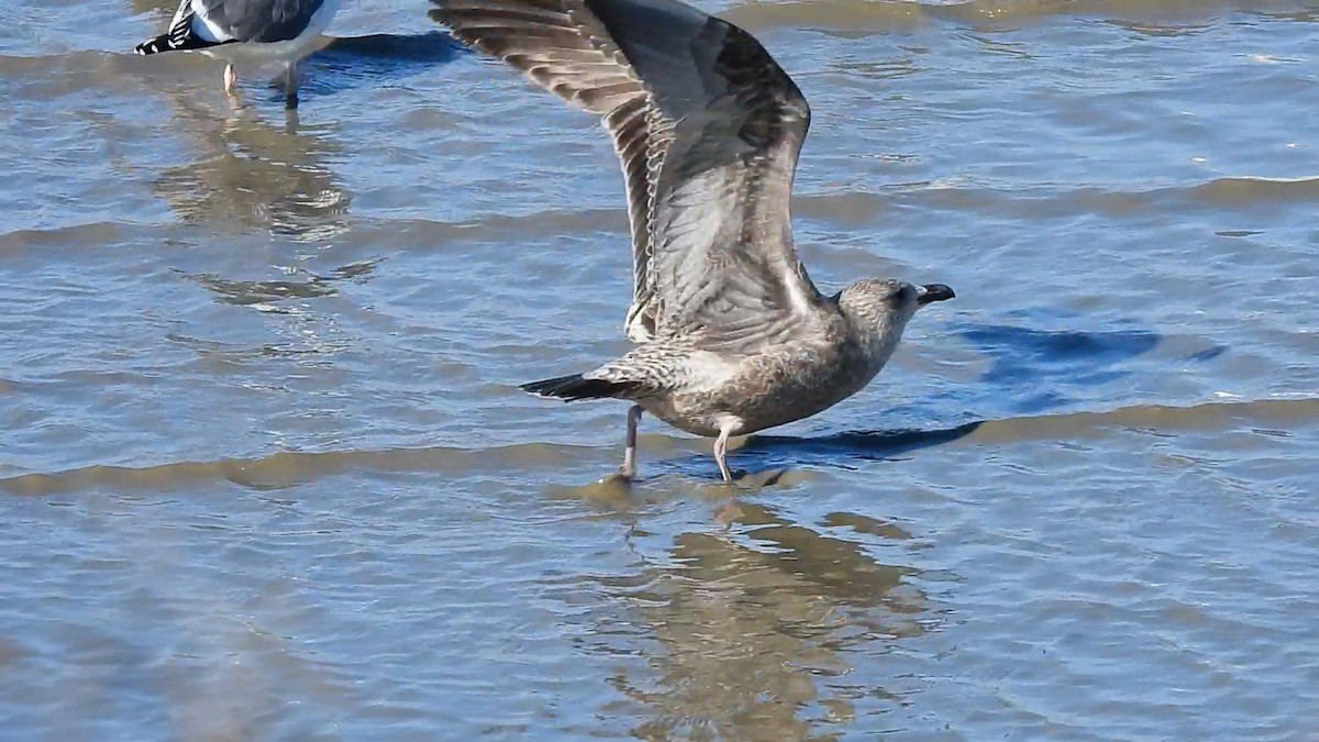 Larinae sp. - ML646846038