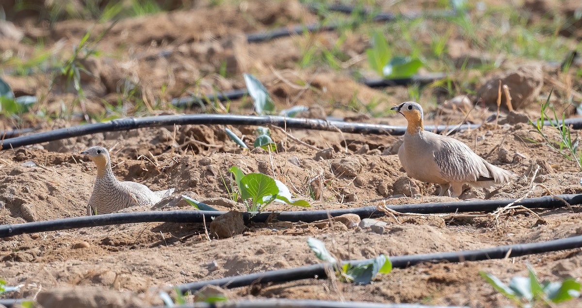 קטת כתר - ML646846061