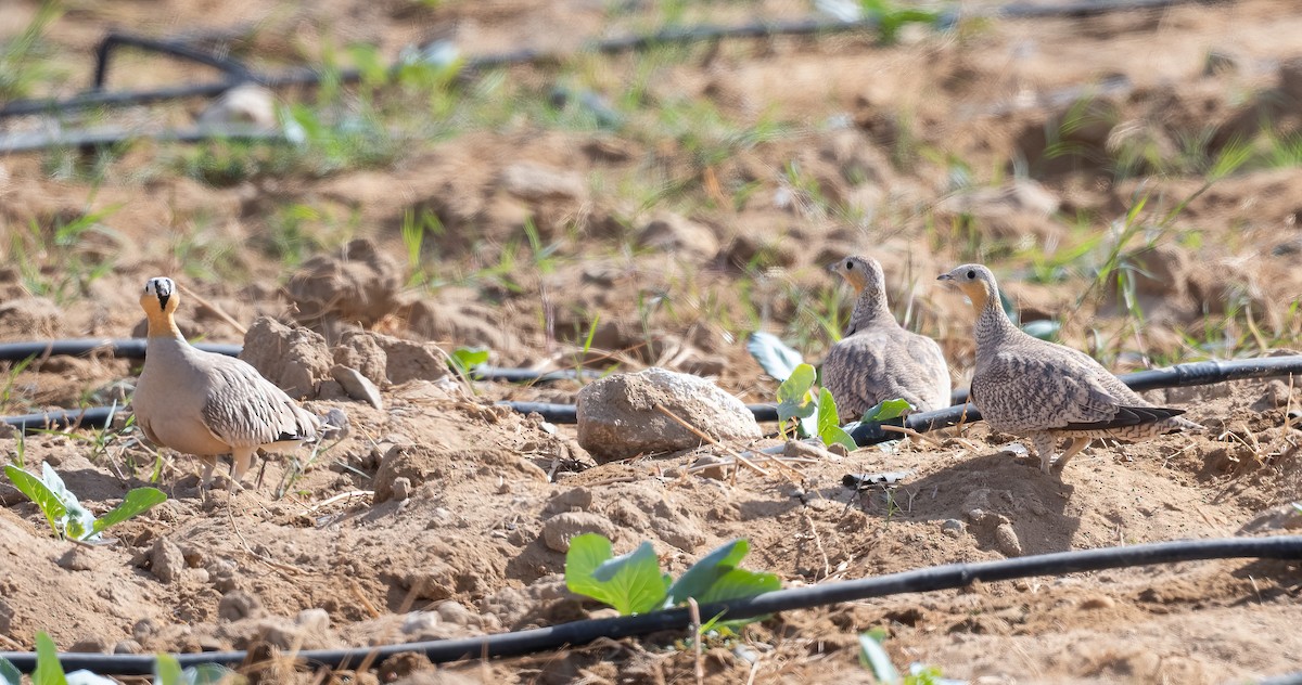 קטת כתר - ML646846074