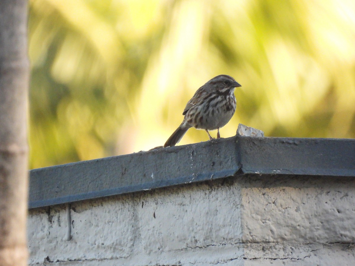 Song Sparrow - ML646846077