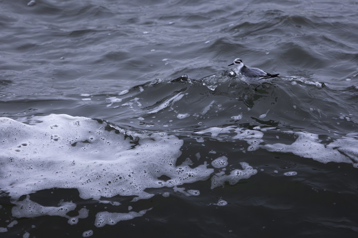 Kızıl Denizdüdükçünü - ML646846078