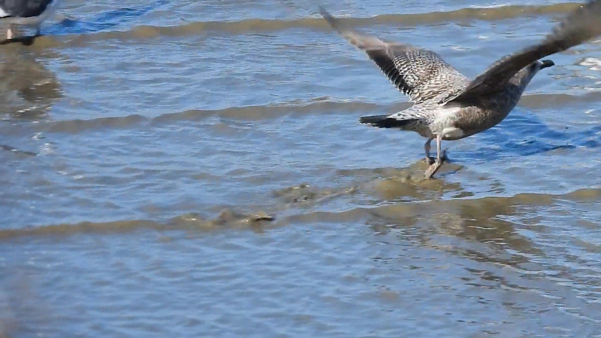 Larinae sp. - ML646846084