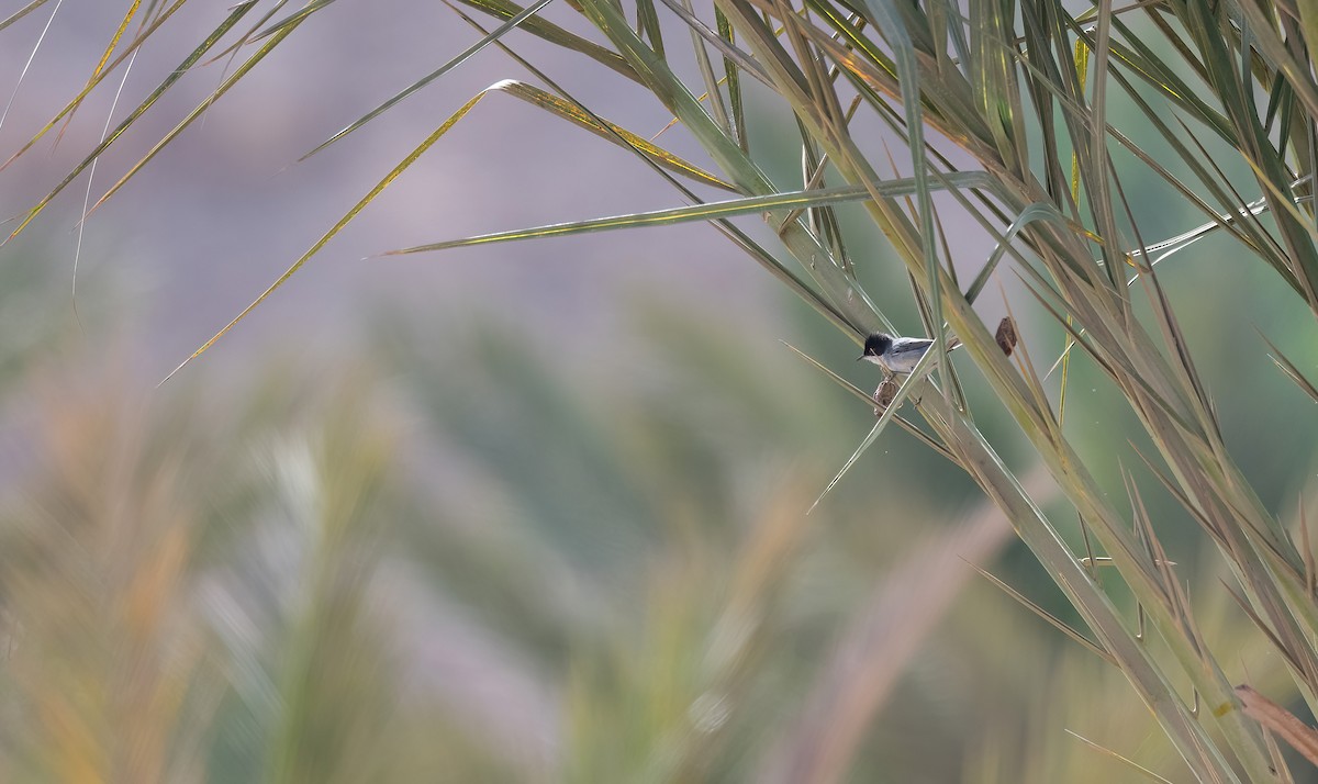 סבכי שחור-ראש - ML646846090
