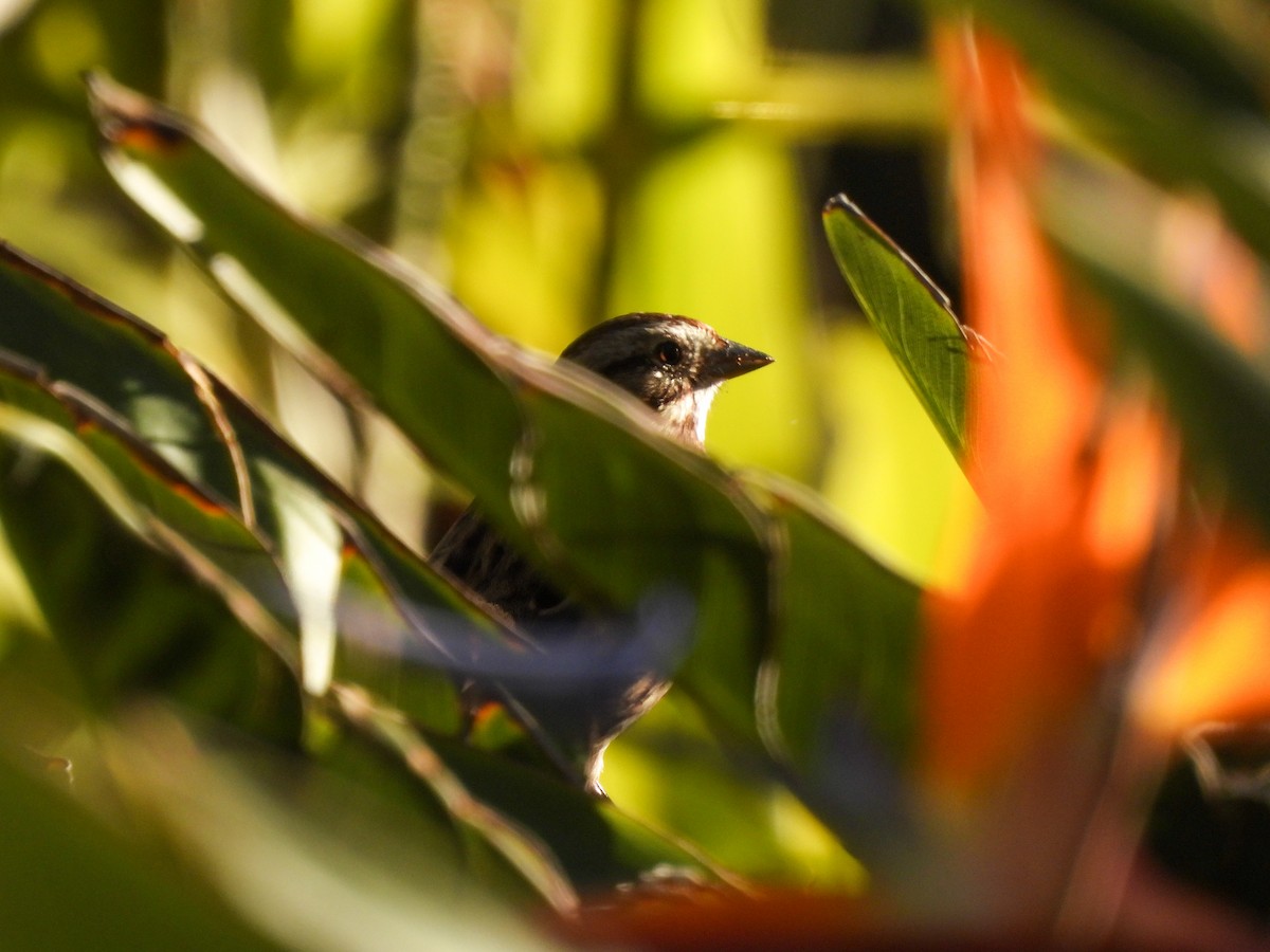 Song Sparrow - ML646846097