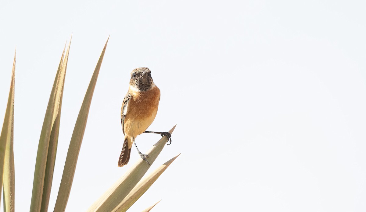 European Stonechat - ML646846098