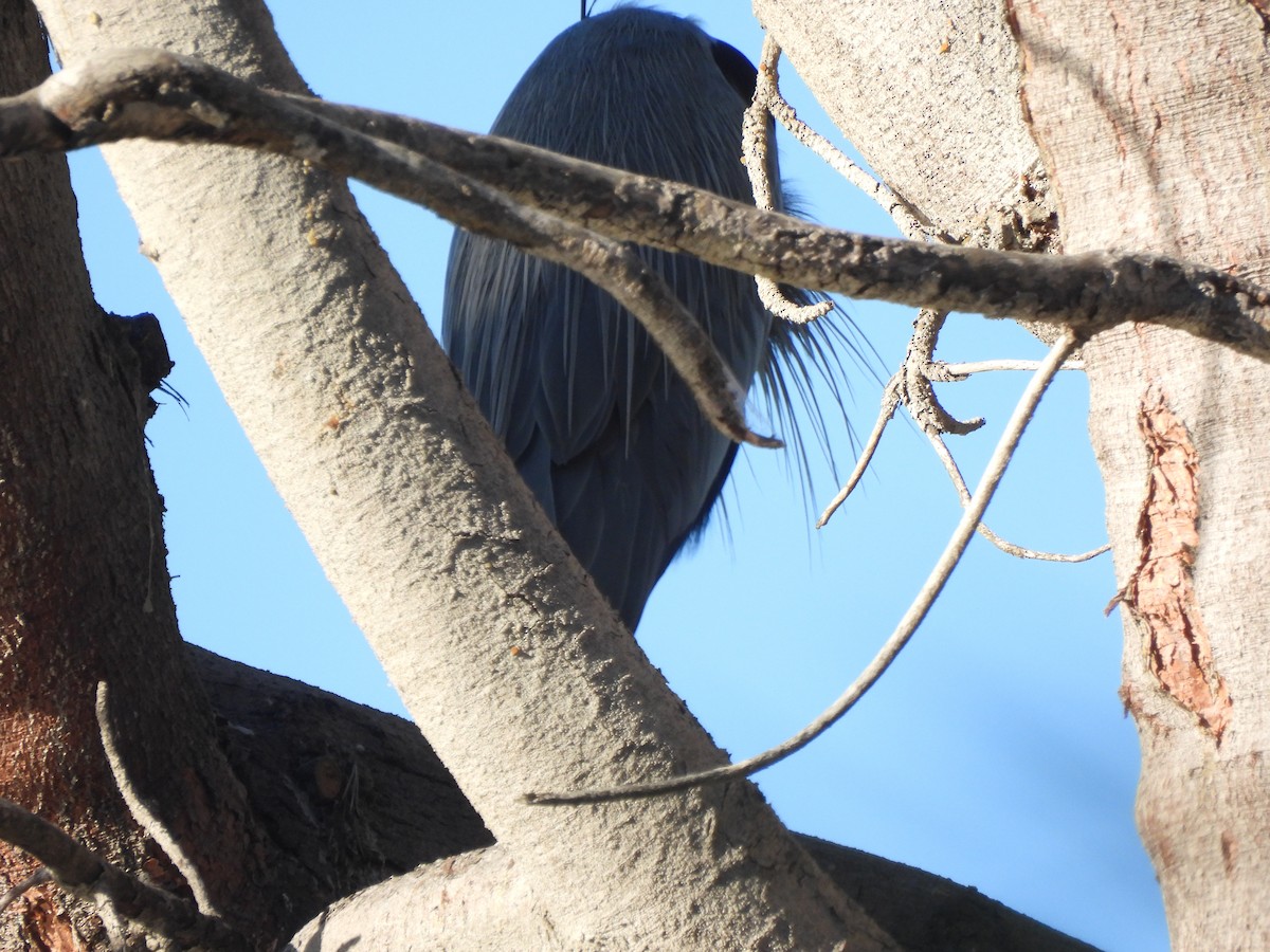 Koartza hauskara amerikarra - ML646846106