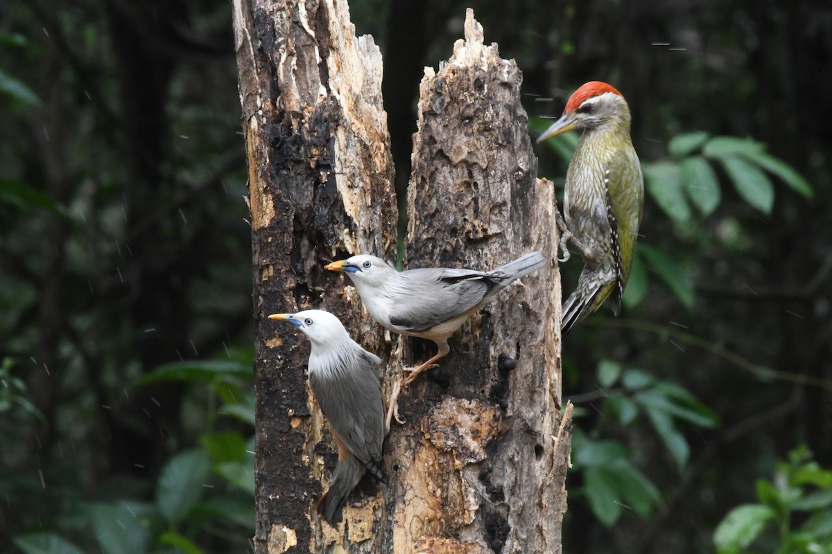 Estornino de Blyth - ML646846107