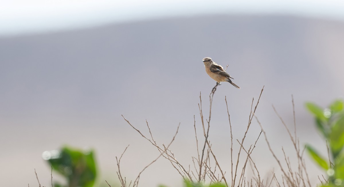 Siberian Stonechat - ML646846112